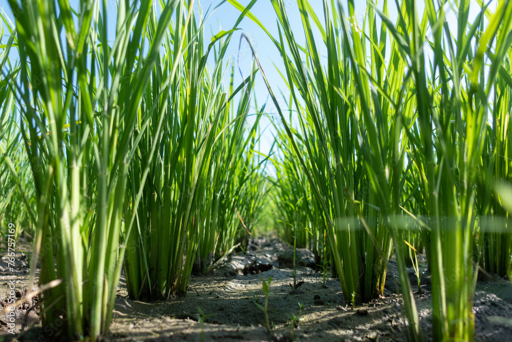 Fototapeta premium Close-up of young rice plants flourish in arid soil