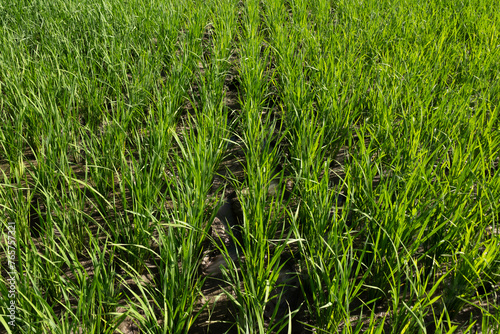 Young rice plants thrive abundantly in the midst of the countryside's rice fields.