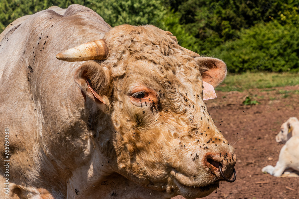 Fly covered cow on a pasture near Letohrad, Czech Republic Fly covered cow on a pasture near Letohrad, Czech Republic