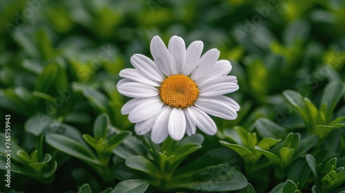 Daisy in Grassy Field