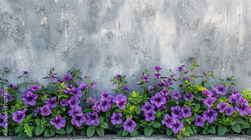 Purple Flowers Growing in Planter