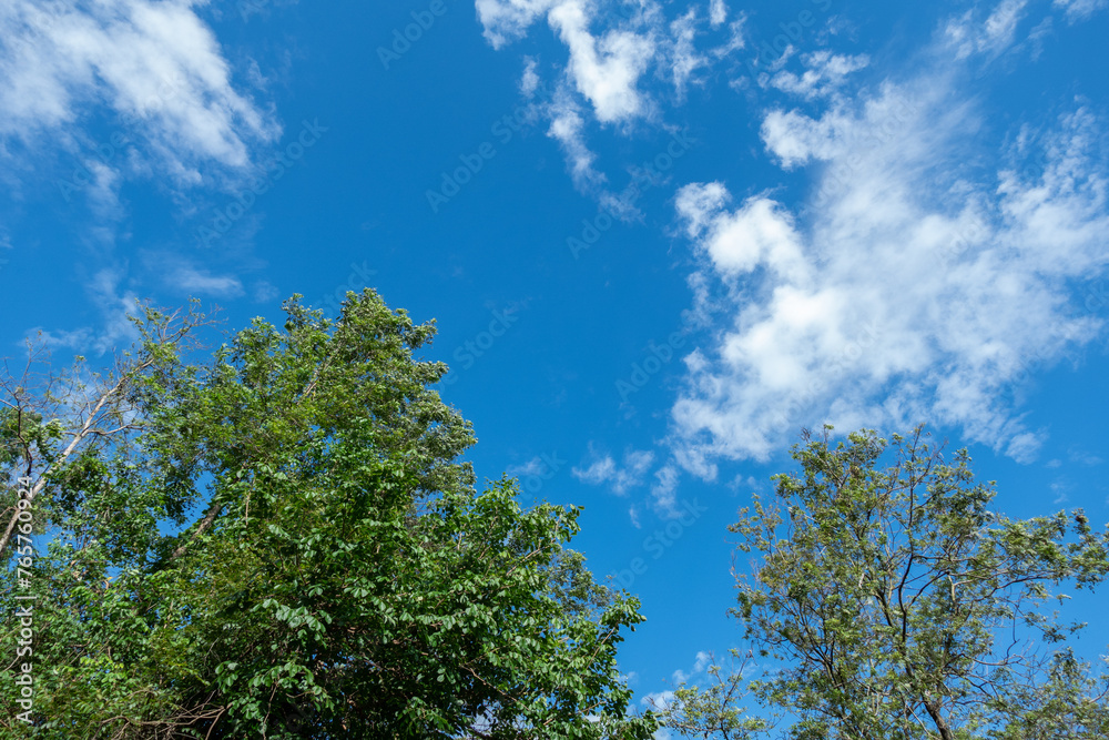 Low Angle View Of Trees Against Blue Sky and white cloud Low Angle View Of Trees Against Blue Sky and white cloud