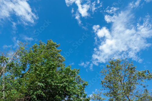 Low Angle View Of Trees Against Blue Sky and white cloud