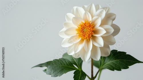 White and Yellow Flower Against White Wall
