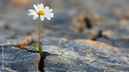 Resilient White Flower in Rock Crevice © olegganko