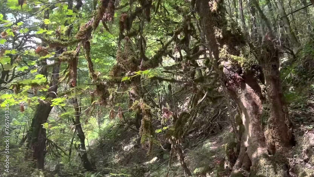 tree in the forest Old trees, grass, flowers, mountains, beautiful green leaves tree in the forest Old trees, grass, flowers, mountains, beautiful green leaves