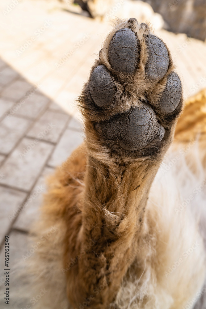 Fototapeta premium Red Caucasian Shepherd dog, hind leg.
