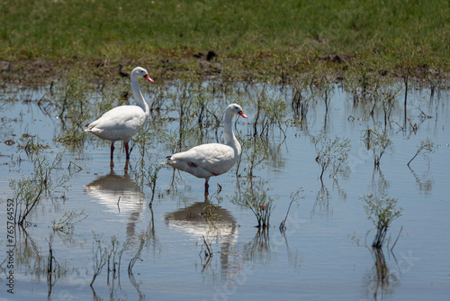 Aves de campo en su ambiente natural