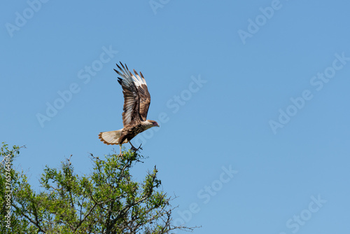 Aves de campo en su ambiente natural