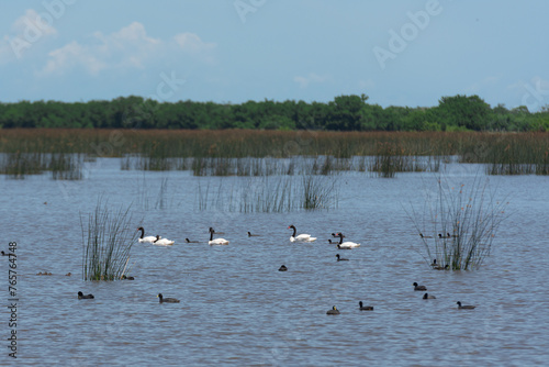 Aves de campo en su ambiente natural
