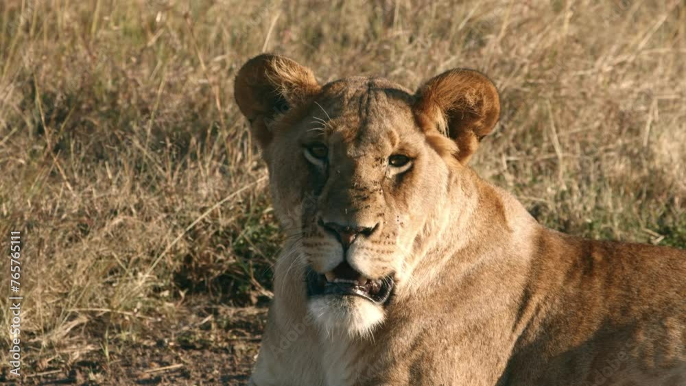 Lion Female Resting in Kenya Lion Female Resting in Kenya