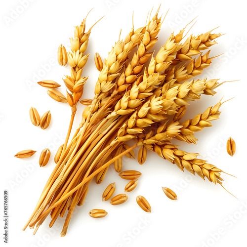 bunch of Wheat grain straw on white background photo