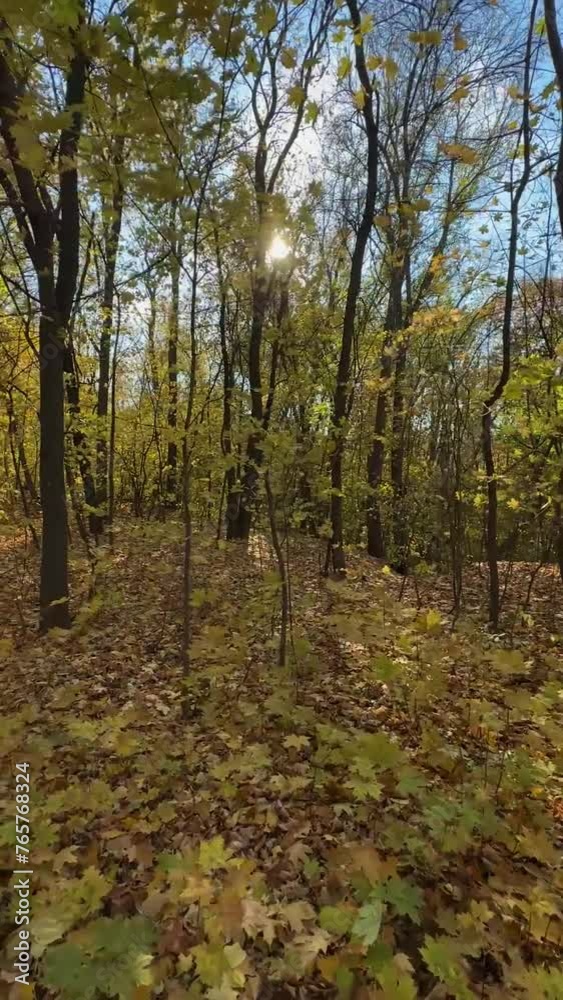 Autumn Forest Serenity Autumn Forest Serenity