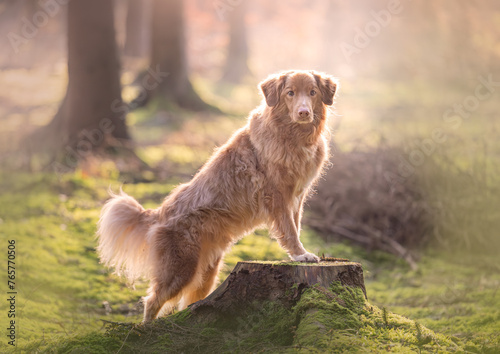 Toller standing leaning on wood in the forrest