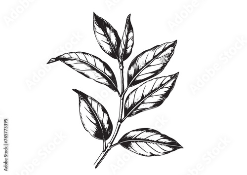 Tea leaves, hand drawn style © Ilya