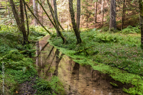 Jetrichovicka Bela stream in the Czech Switzerland National Park, Czech Republic