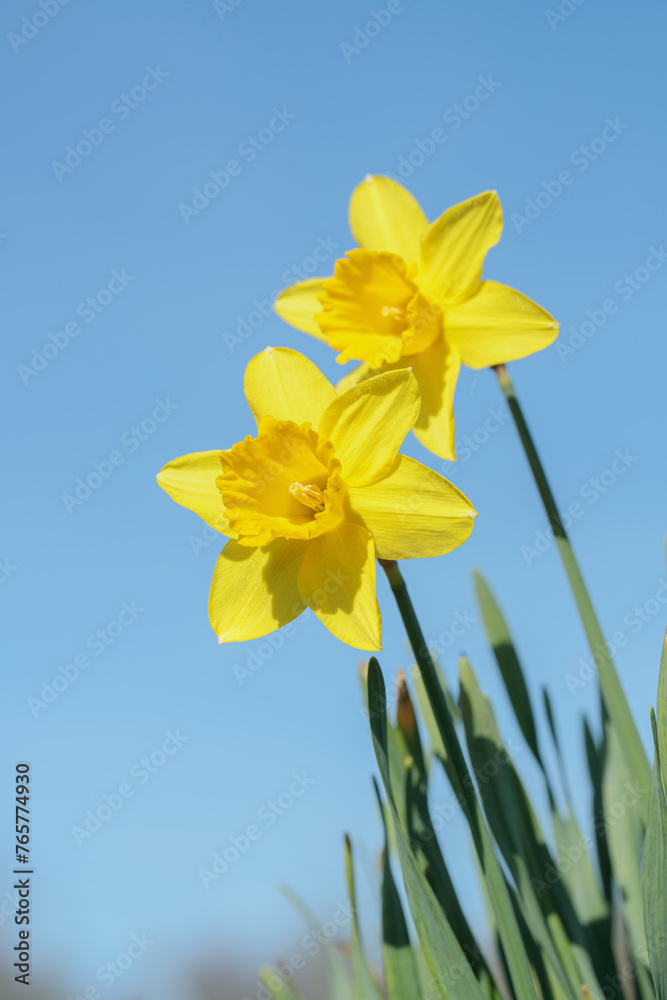 Yellow narcissus blossoms before blue sky. space for your text. Yellow narcissus blossoms before blue sky. space for your text.