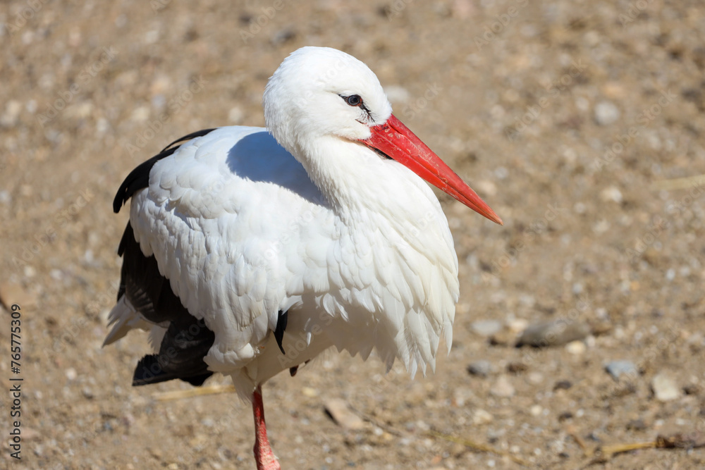 Fototapeta premium stork
