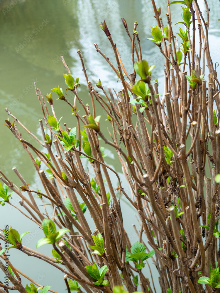 Obraz premium spring small leaves on a bush. Fresh blooming foliage. Spring concept.