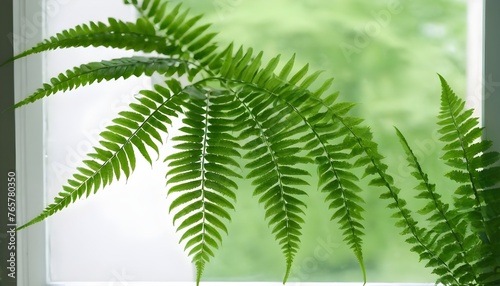 A green fern branch with leaves on the background of the window