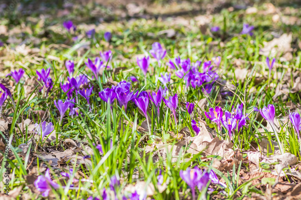 View of blooming spring flowers crocus growing in wildlife. Crocuses in the spring forest. Waking up nature. Primroses. Purple crocus growing in the forest clearing View of blooming spring flowers crocus growing in wildlife. Crocuses in the spring forest. Waking up nature. Primroses. Purple crocus growing in the forest clearing