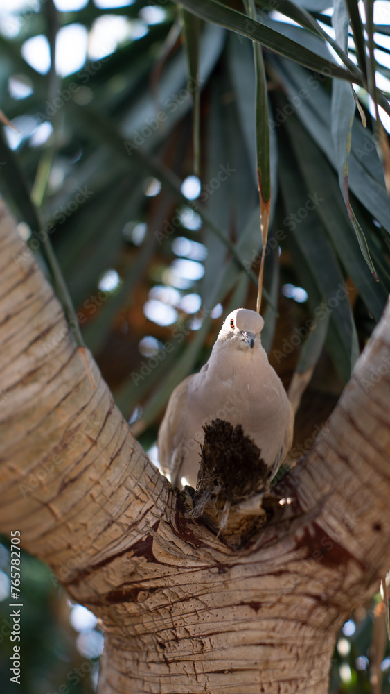 Obraz premium a bird in a tree