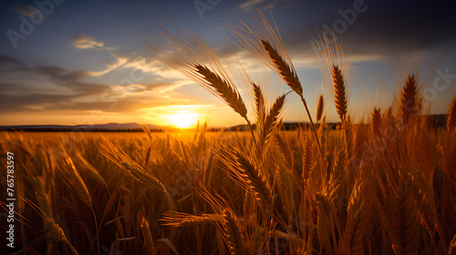 golden sunrise over wide wheat field with closeup of ear waving in the wind © Jakob