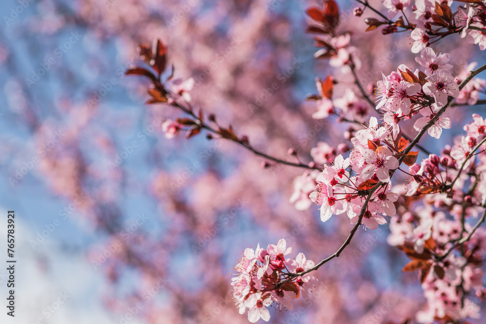 Branches of cherry blossoms on a sunny day with blue sky on background. Blooming delicate pink flowers in early spring Blut-Pflaume. Prunus cerasifera 'Nigra', Familie: Rosaceae.