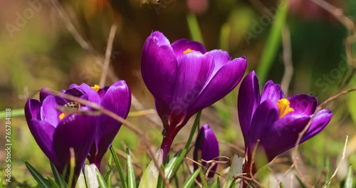 Spring's Arrival: Violet Crocuses and Pollinating Bees