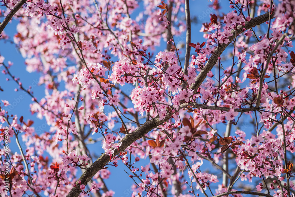 Branches of cherry blossoms on a sunny day with blue sky on background. Blooming delicate pink flowers in early spring Blut-Pflaume. Prunus cerasifera 'Nigra', Familie: Rosaceae. Branches of cherry blossoms on a sunny day with blue sky on background. Blooming delicate pink flowers in early spring Blut-Pflaume. Prunus cerasifera 'Nigra', Familie: Rosaceae.