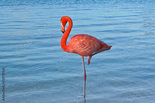 Great flamingo standing on one leg in the sea Renaissance Island Aruba