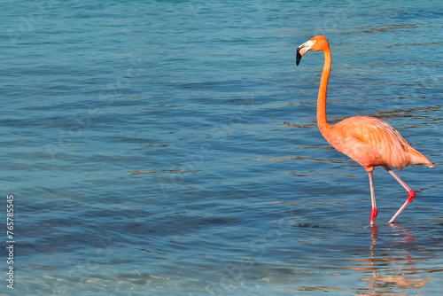Flamingo walking on the beach of Renaissance Island Aruba