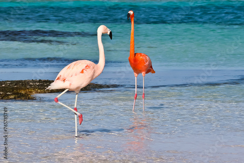 Flamingos on the beach of Renaissance Island Aruba