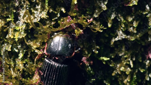 besouro, escaravelho, macro, natureza, photo