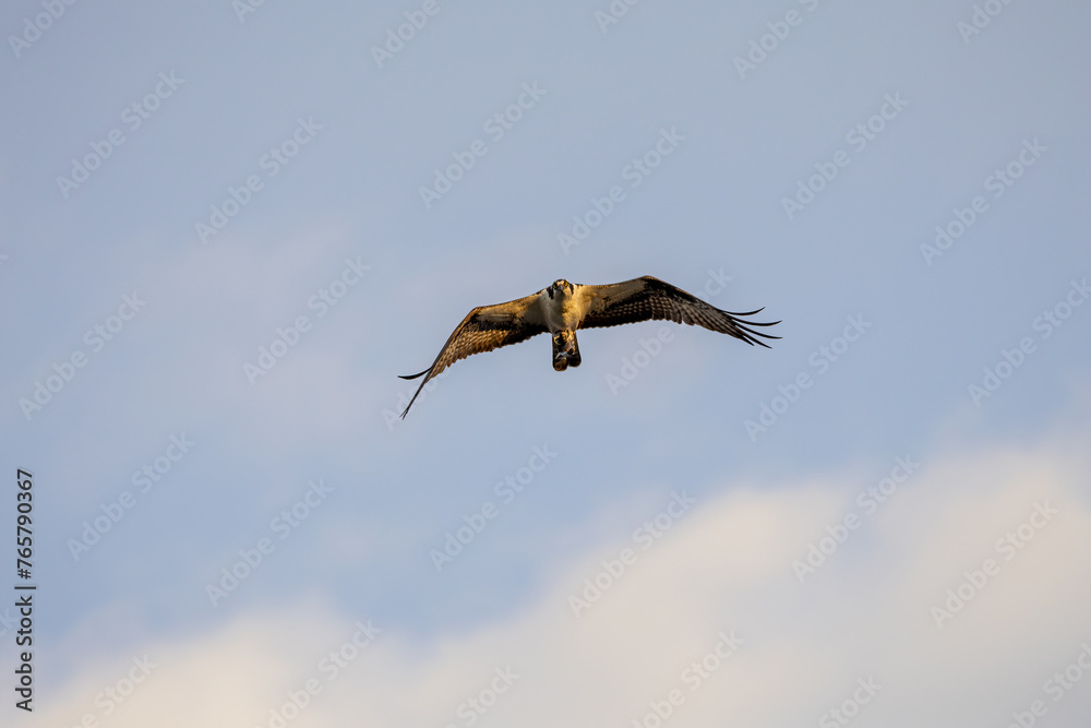 Obraz premium osprey in flight