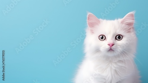 White kitten on a blue background with copy space for text