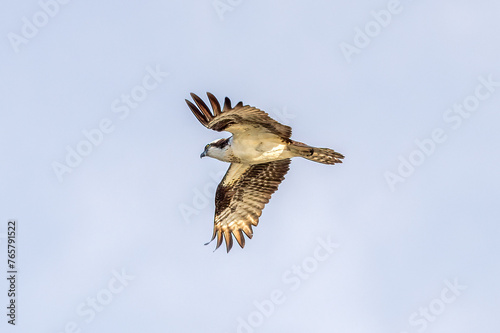 osprey in flight