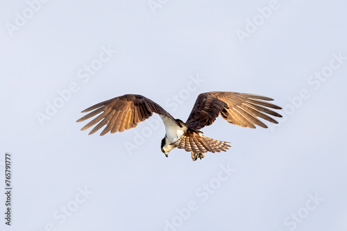 osprey in flight