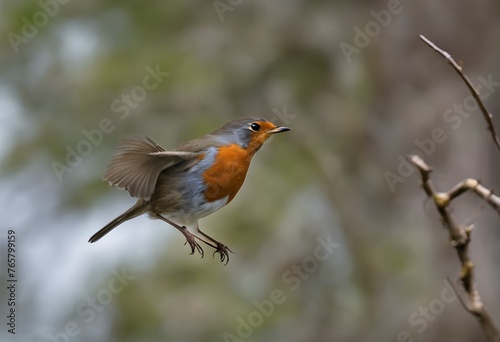 A view of a Robin in flight