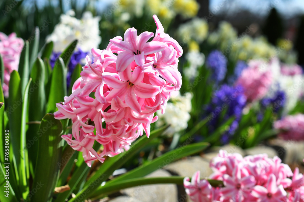 A pink hyacinth with a flowerbed of hyacinths and daffodils bulbs blooming in a garden the spring. A pink hyacinth with a flowerbed of hyacinths and daffodils bulbs blooming in a garden the spring.