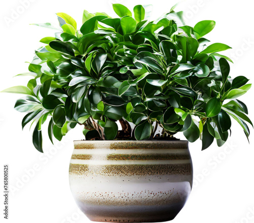 vase decoration plant planted in a pot on a white PNG background	

