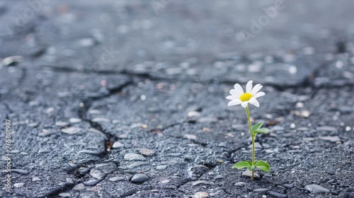 Small flower grow on cracked street 