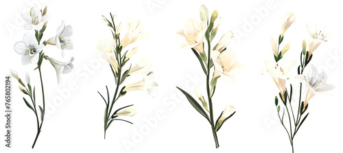 Collection of freesia flowers  flat illustration  cutout  png isolated transparent background