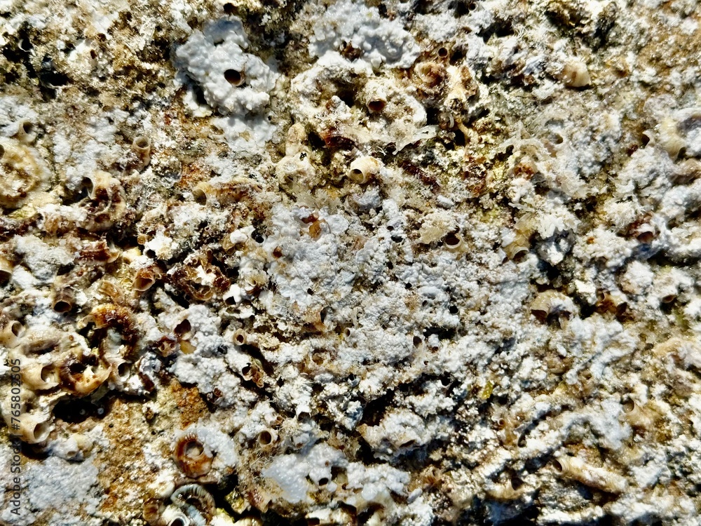 Texture rock beach background with shells and small crustaceans. Texture rock beach background with shells and small crustaceans.
