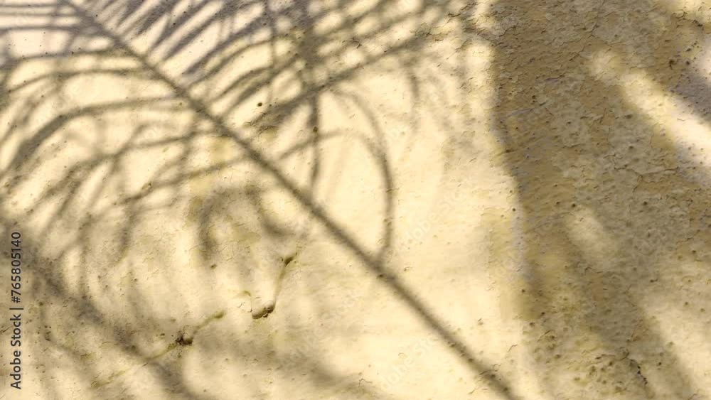 En el atardecer de la sombra de palmera 