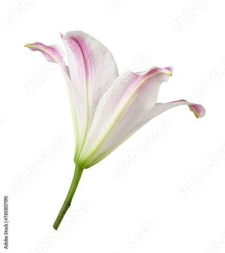 Pink lily flower (bud) isolated on white or transparent background
