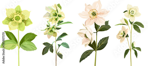 Collection of flowers, flat illustration, cutout, png isolated transparent background