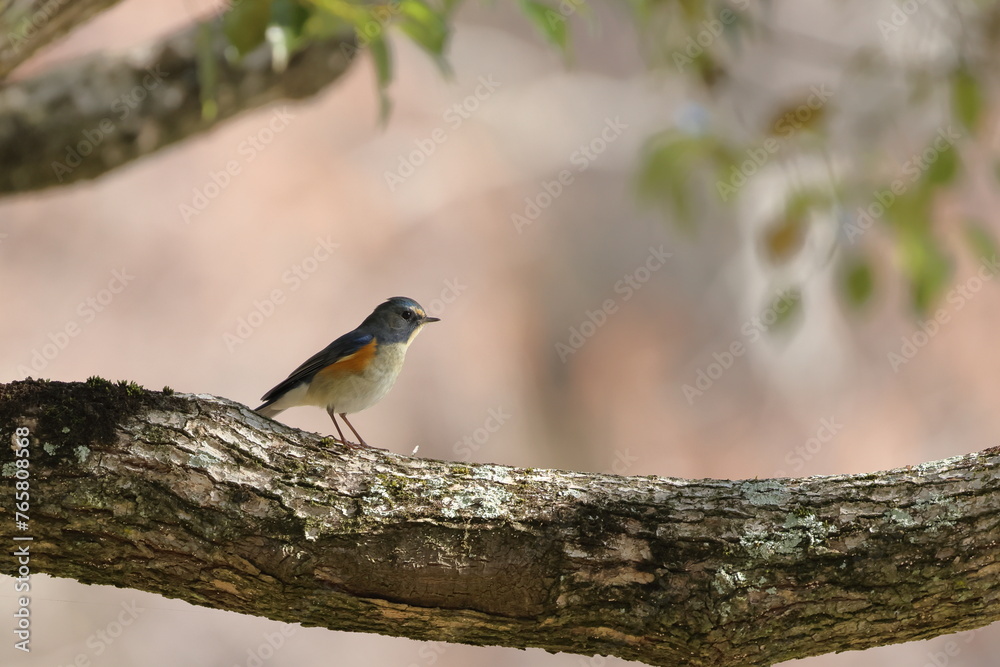 Obraz premium Red-franked Bluetail came to people's side because he was absorbed for looking for foods before spring migration