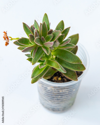 Echeveria harmsii plant succulent in pot. Green little flower on white background photo