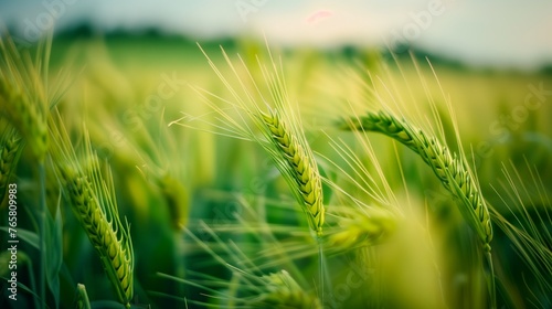 Close-up of green and plump wheat ears. The distant view with an endless wheat field. Generated by artificial intelligence.